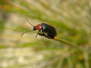 Darkling Beetle (Heliotaurus ruficollis)