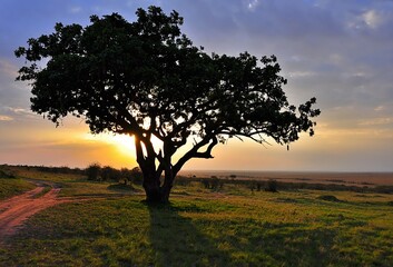 Kigelia afrykańska (Kigelia africana) zwana również  drzewem kiełbasianym. W tle zachód słońca, z boku widoczna droga (rezerwat Masai Mara, Kenia)