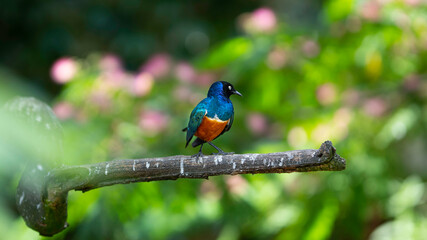 colorful bird 
