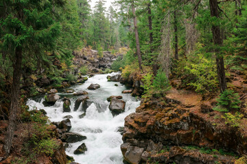 Obraz premium stream in the forest