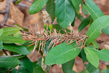 caterpillar on a branch