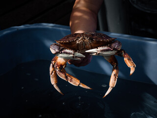 Fisherman holding a large fresh marine crab. Sitka, Alaska