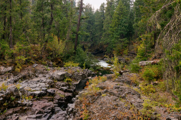 Fototapeta na wymiar River in the forest