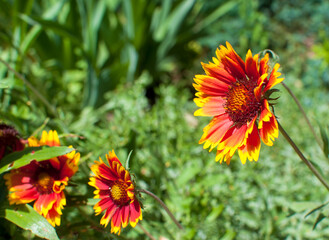 Red and yellow gaillardia flowers in the garden on the bed slightly swaying in the wind. Gaillardia pulchella. Selective focus
