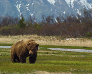 Alaskan Brown bear feeds beside stream below  mountain peaks, in Katmai National Park