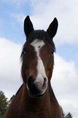 Fototapeta na wymiar Portrait of a horse.