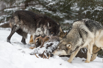 Black-Phase (Canis lupus) Glares at Pack Member Over White-Tail Deer Carcass Winter