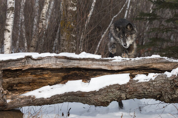 Black-Phase Grey Wolf (Canis lupus) Starts Jump Up on Log Winter