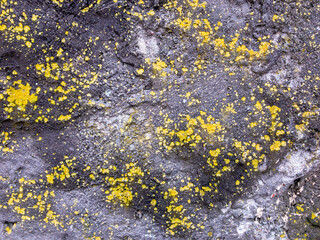 lichen on the stone background. Wall 
 