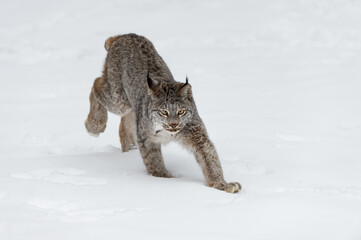 Canadian Lynx (Lynx canadensis) Intensely Focused on One Spot in Snow Winter