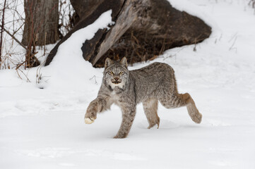 Canadian Lynx (Lynx canadensis) High Steps Through Snow Winter