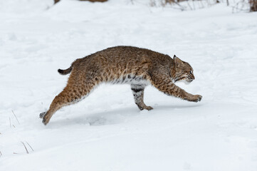 Bobcat (Lynx rufus) Runs Right Winter