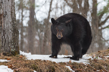 Black Bear (Ursus americanus) Walks Past Tree Winter
