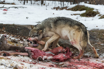 Grey Wolf (Canis lupus) Bares Teeth at Second at White-Tail Deer Carcass Winter