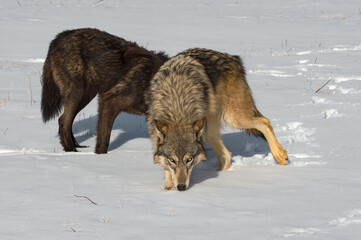 Grey Wolf (Canis lupus) Steps Away from Black-Phase in Snowy Field Winter