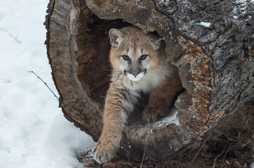 Female Cougar (Puma concolor) Sticks One Leg Out From Inside Log Winter