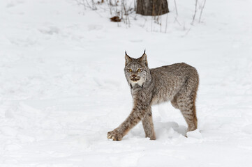 Canadian Lynx (Lynx canadensis) Steps Left Straight Legged Winter
