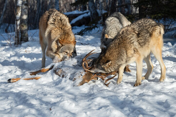 Pack of Grey Wolves (Canis lupus) Tear Into White-Tail Deer Carcass Winter