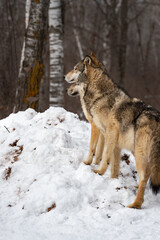 Fototapeta premium Pair of Grey Wolves (Canis lupus) Stand Side By Side on Snow Pile Looking Left Winter
