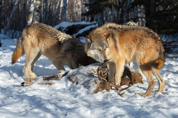 Fototapeta na wymiar Grey Wolf (Canis lupus) Sniffs at Antler of White-Tail Deer Carcass Winter