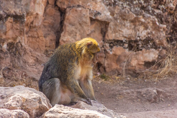 Wild Barbary Ape in Morocco