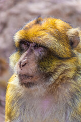 Portrait of an old wild barbary ape in Morocco