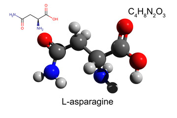 Chemical formula, structural formula and 3D ball-and-stick model of L-asparagine, a nonessential amino acid, white background