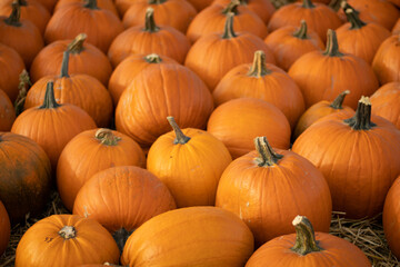 pile of pumpkins © Svitlana