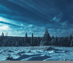 Snow-covered conifer forest on a high hill in frosty night. Frozen grass and trees in the rays of cold winter Moon.