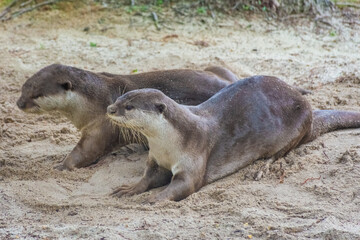 Wild otter in Gardens by the Bay, Singapore