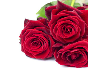 Close up of rose flower. Beautiful rose flower in the garden. Rose flower background. Rose flower texture. Beautiful rose. Roses in a tropical garden.