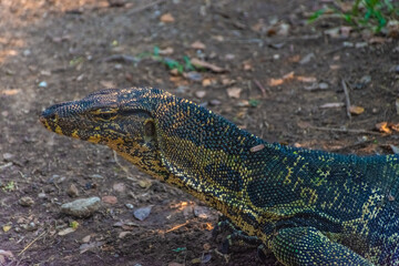 Wild monitor lizard in Lumphini Park, Bangkok, Thailand