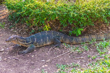 Wild monitor lizard in Lumphini Park, Bangkok, Thailand