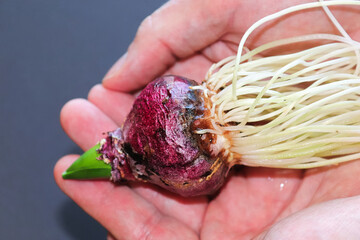 Hands holding a hyacinth bulb with exposed roots