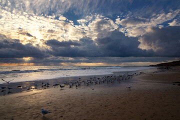 Seagulls and other sea birds roam the shore at Crystal Cove State Park beach in Laguna Beach, California. 