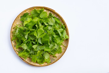 Chinese celery in bamboo basket on white background.