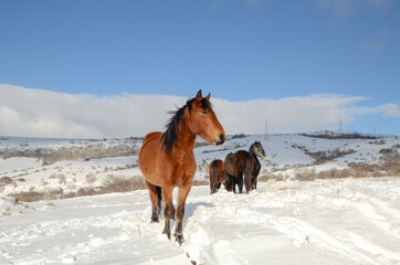 Herd of wild horses in a snow on mountain. Group of wild horses during winter. 