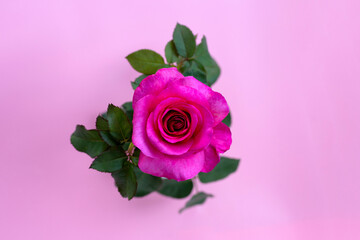 Rose on pink background. Copy space