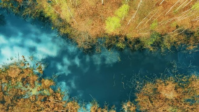 4K Aerial View Of Young Birches Growing Among Small Marsh Bog Swamp In Spring Season. Birch Trees In Landscape. Sky And Clouds Reflected In River Waters. Cinematic Calm Flight Above Forest