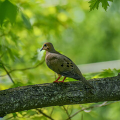 Dove on branch