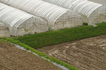 ビニールハウスと田んぼ