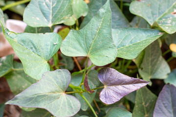 Sweet potato leaves in  fields are green and thrive