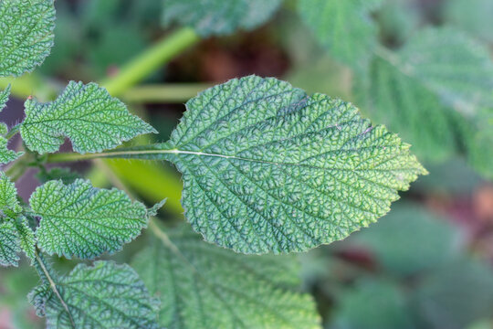 Alacransillo, Indian Heliotrope,flowers on tree in the garden