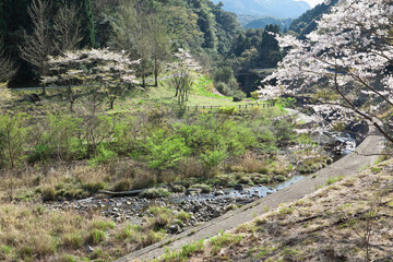 入来清浦ダム周辺の山あいに咲く桜	
