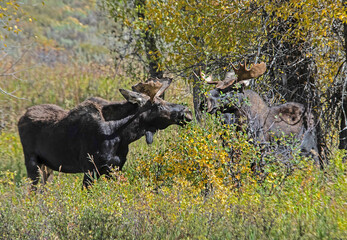 A pair of Moose feed on willow bushes and leaves in the Grand Tetons.