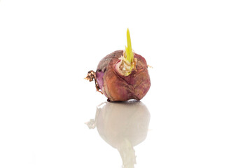 Red onion isolated white background. 