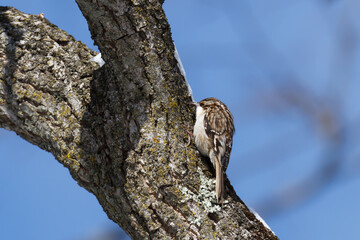 Brown Creeper displaying its incredible camouflage against textured tree bark on a cold winter day. 