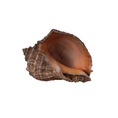 seashell isolated on white background