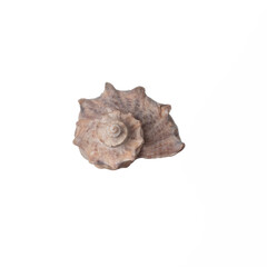 seashell isolated on white background