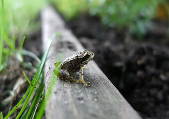 Young common frog that hopped out of the grass and sat there looking at me for a short while, let me take its photograph before it hopped off into the undergrowth.